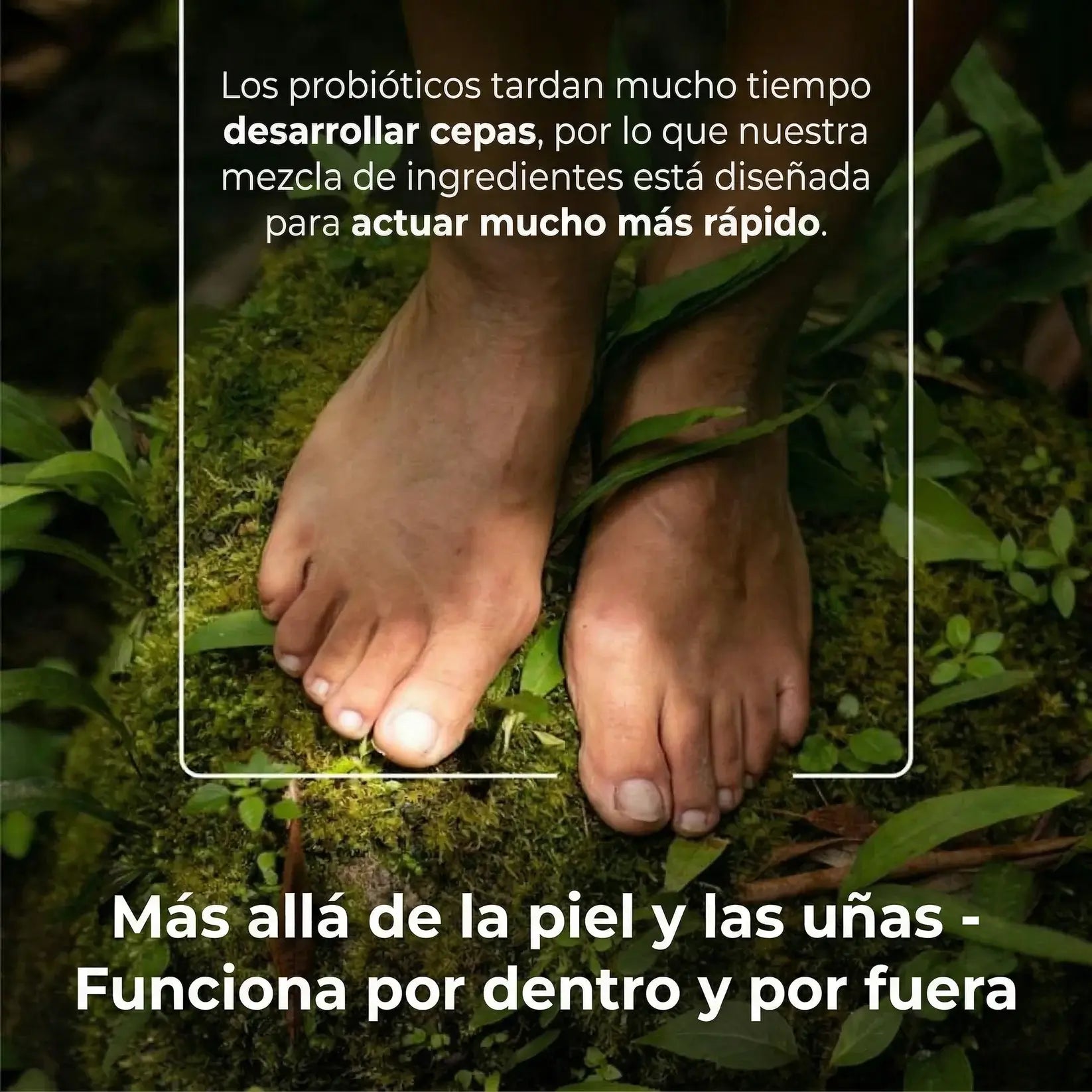 Encabezado